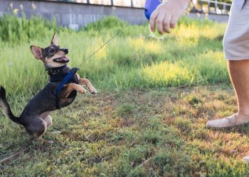 What Is Covered in Advanced Puppy Classes for Training?