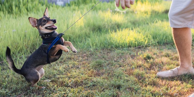 What Is Covered in Advanced Puppy Classes for Training?